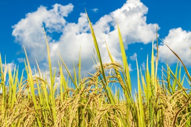 Safra Agrícola de 2021 deve ter desempenho 1% menor do que a de 2020